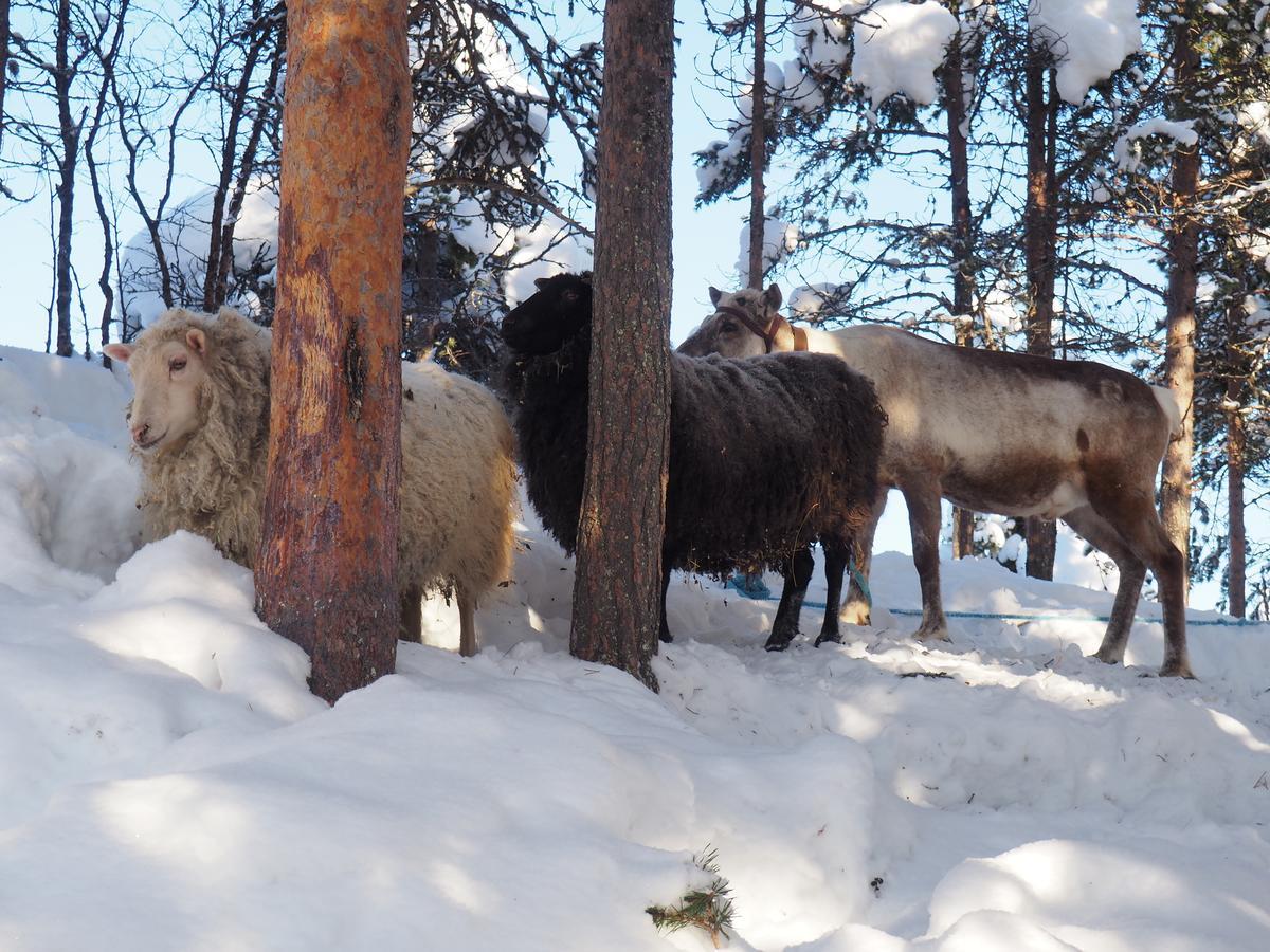 Kelotin Rantamajat Otel Leppäjärvi Dış mekan fotoğraf